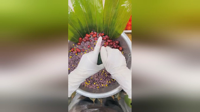 千里祝福 一粽传情